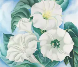 Georgia O'Keeffe, „Durnaropė / Balta gėlė Nr. 1“, 1932